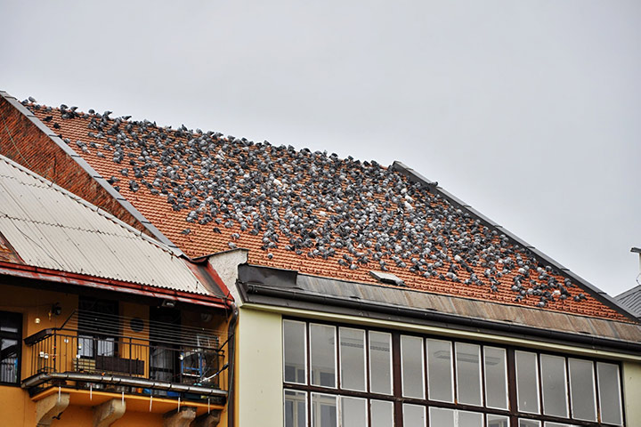 A2B Pest Control are able to install spikes to deter birds from roofs in Cranford. 