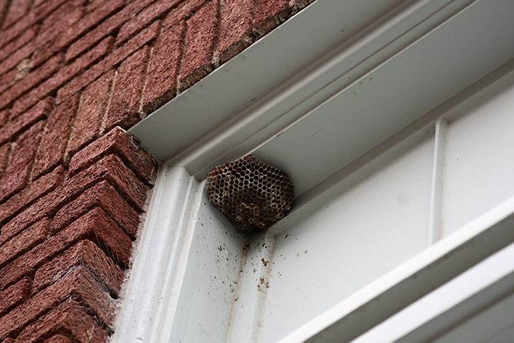 We provide a wasp nest removal service for domestic and commercial properties in Cranford.